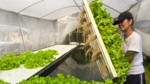 Is Aquaponics the Future of Agriculture?