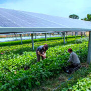 Agrivoltaics Solar Panels and Crops