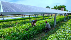 How Solar Panels Are Changing Agriculture – Agrivoltaics Revisited