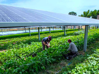 Agrivoltaics Solar Panels and Crops